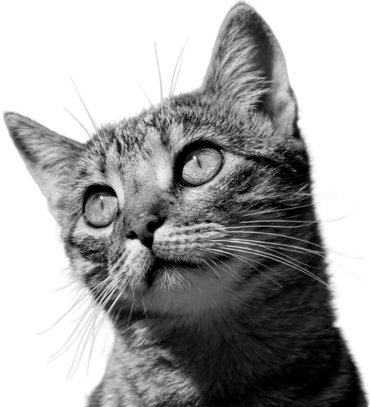 Img Cat Optimized